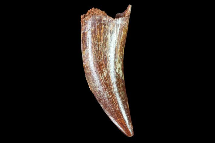 Raptor Tooth - Real Dinosaur Tooth #102404